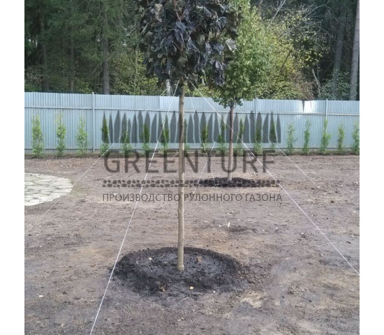 Озеленение частного домовладения - фото - 9