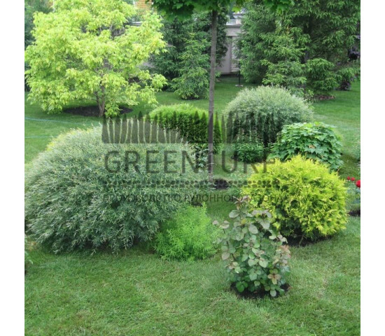 Устройство рулонного газона в частном доме - фото - 11